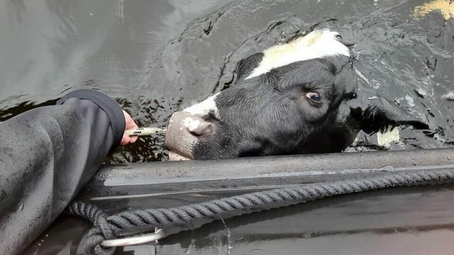 Heifer rescued from Lough Derg by scuba diving club