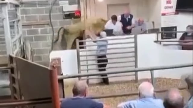 Heifer jumps into rostrum at Clones Mart