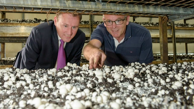 Support package worth over €6m for mushroom sector