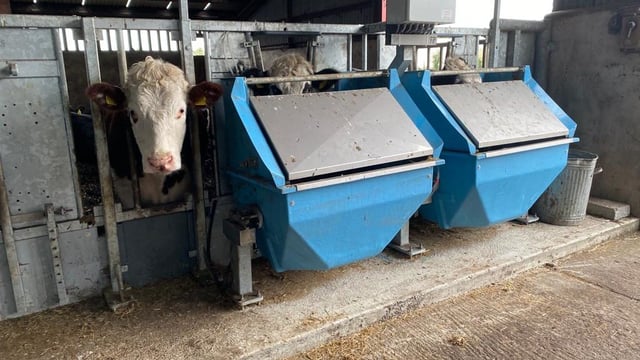 ABP Demo Farm: Heifers sent to Tully for performance trials