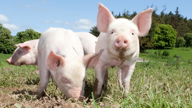 Study: EU livestock density limits would mostly affect pig sector
