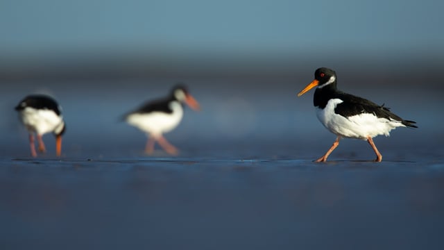 Outbreak of bird flu at Belfast reserve - RSPB NI