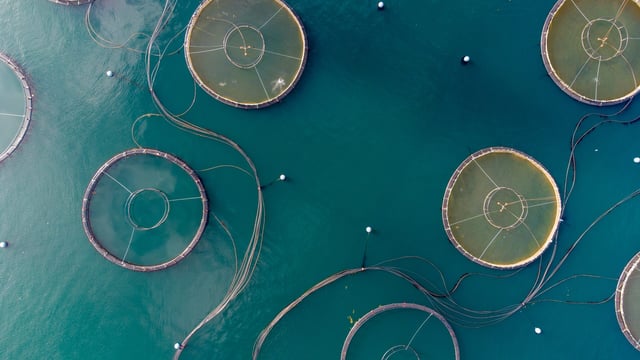 New food-testing method a 'game-changer' for food supply chain