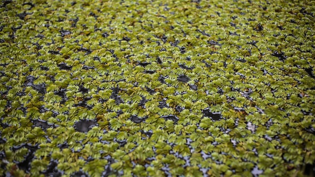 Researcher lauds potential economic benefits of duckweed for Ireland