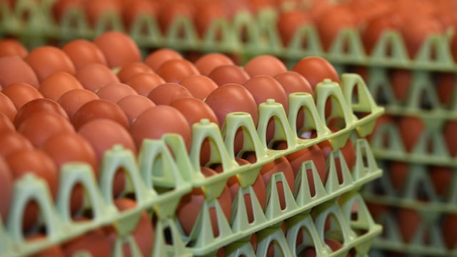 Eggs-pensive: EU egg prices up 17.3% on last year