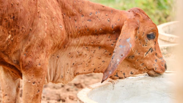 WOAH confirms 2 outbreaks of lumpy skin disease in Spain