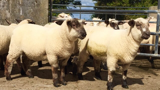 Sheep kill: Pre-Eid supplies surge to 70,000 head