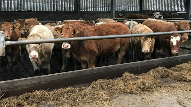 Beef trials look at effect of different finishing systems