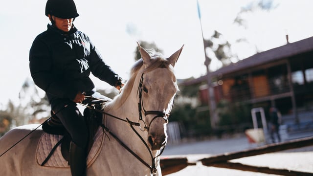 Road safety: Series of videos  to protect horse riders on roads
