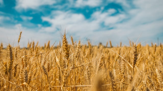 Brazil expecting record soya bean harvest