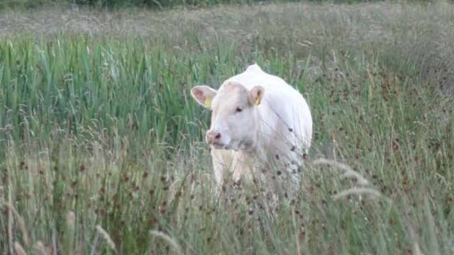 Caution urged as redwater cases spike in some regions