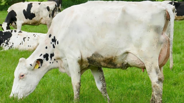 Prices reach 6,600gns at Monamore sale