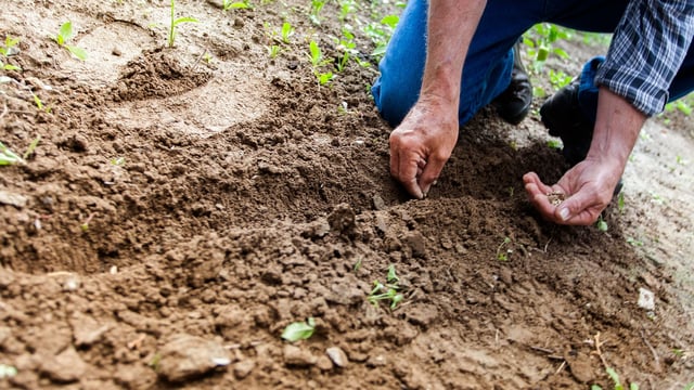 Potassium availability linked to moisture content of soils