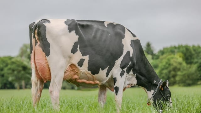 Summer Sizzler: Elite genetic sale set for Saturday