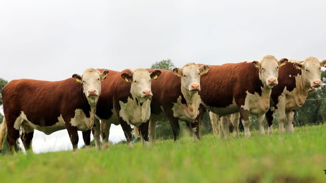 Hereford herd production sale set for Kilkenny this Saturday