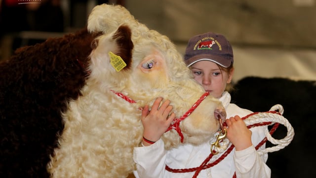 Next Gen Herefords workshop set for Saturday in Meath