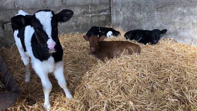Vaccination for bovine coronavirus launched