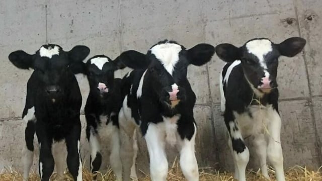 Images in calf investigation 'not representative' - Gorman