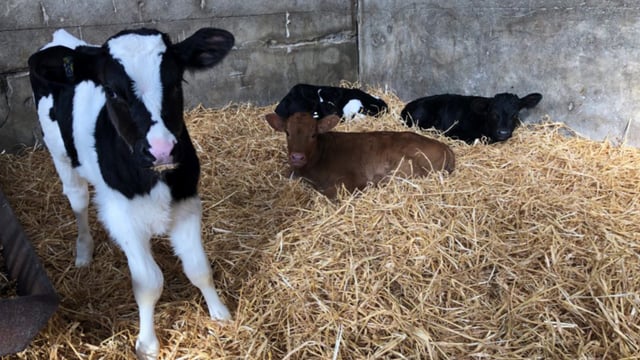 HSA: Farmers can suffer 'fatal injuries' at calving time