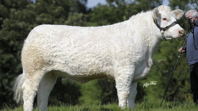 Dispersal sale announced for well-known NI Charolais herd