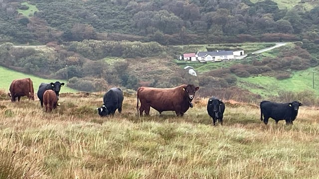 Dexter cattle to be introduced to headland at Galway city beach