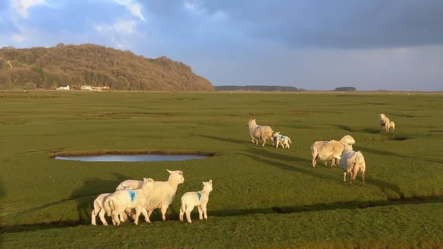 'Gower Salt Marsh Lamb' new UK geographical indication