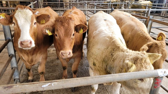 Forward store cattle 'holding their own' at Headford Mart