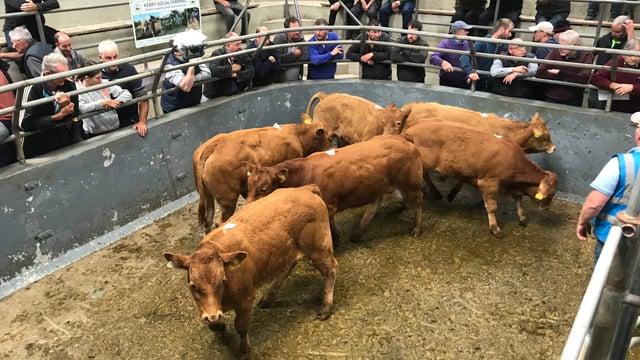 Mart report: Weanling bulls hit €1,650/head at Iveragh Mart