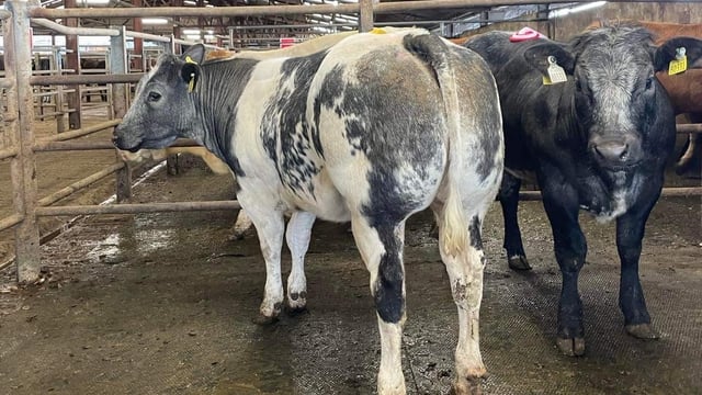 Sixmilebridge Belgian Blue weanling sale sees prices hit €2,130