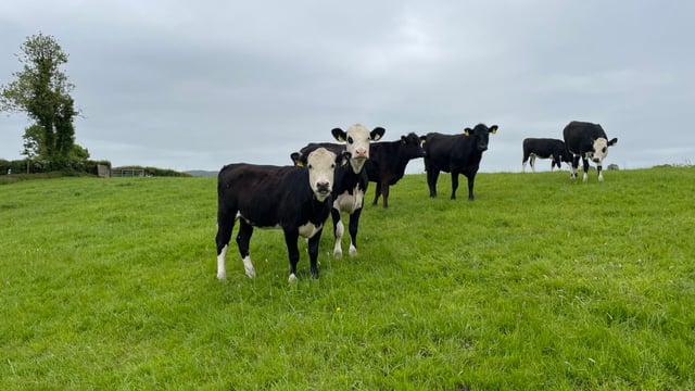 Bluetongue cases in England rise to 83