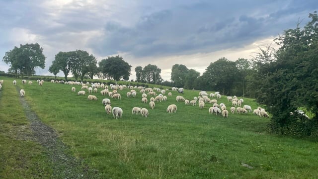 Call for 2025 Sheep Welfare Scheme to be 'practical'