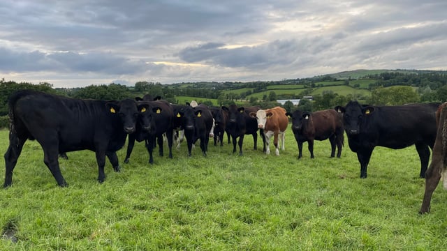 Factory quotes: 5c/kg taken off beef price again this week