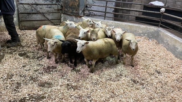 Flying trade for fat and light lambs alike in Ballyjamesduff