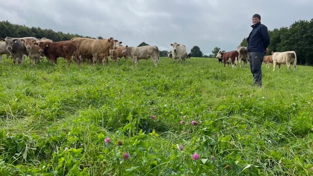 Video: Red clover sward after 10 grazings and cut of silage