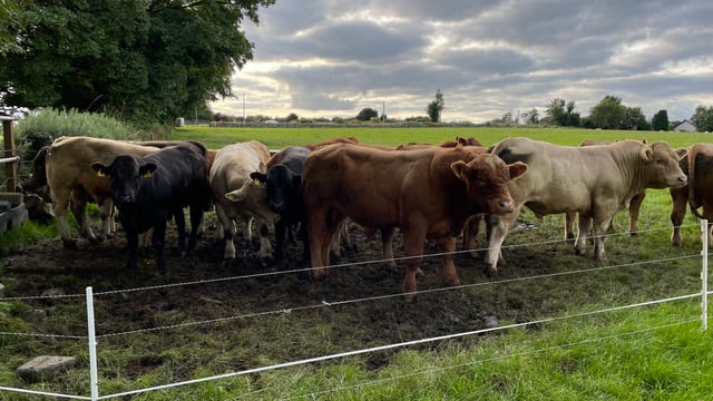 Beef kill: Cattle supply drops for third consecutive week