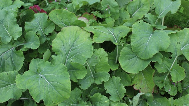 Impact of catch and cover crops on potassium cycling
