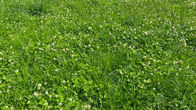 Grass growth: Rain welcomed by many