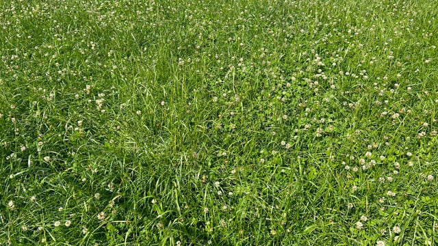 Grass growth: No significant boost forecast