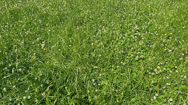 Pre-mowing: Is it worthwhile to correct grass quality issues?