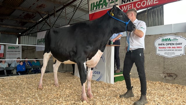 Ballyclider open day sale sees price reach 3,350gns