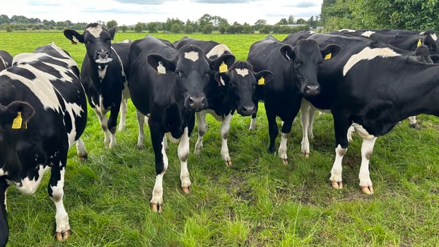 Are your maiden heifers on target for ahead of breeding?