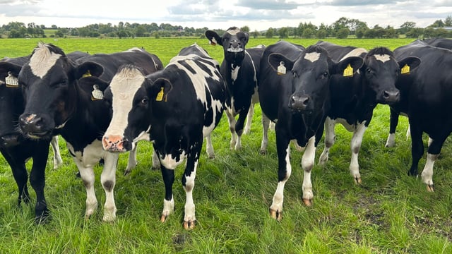 Controlling heifer mastitis as we edge closer to housing