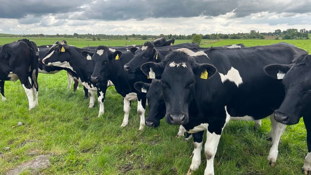 Breeding: How many sexed semen straws are needed?