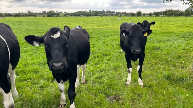 Replacement heifers: The benefits of having a flying herd