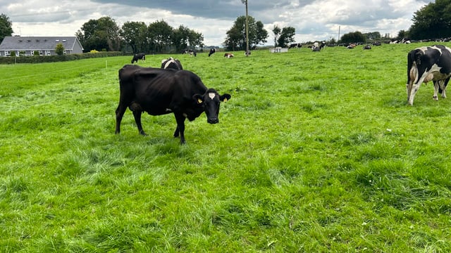 Doing the basics well is key to milk quality success on Tuam farm