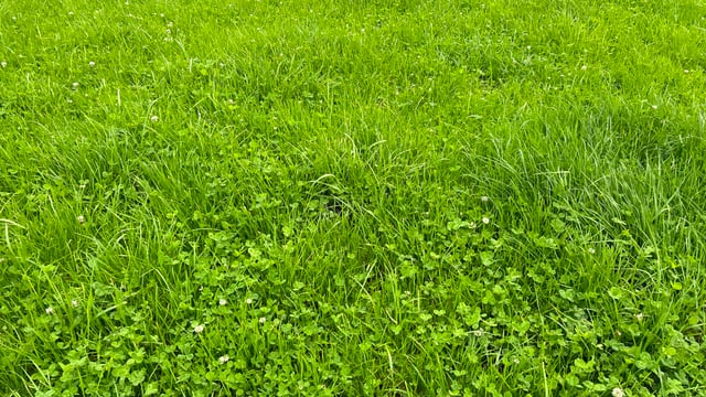 Grass growth remains strong while bloat risk increases