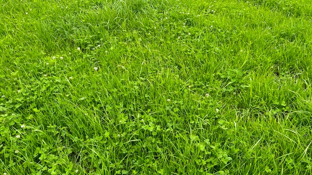 Grass growth: Grazing conditions pose the biggest challenge