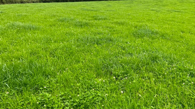 The management of spring-reseeded paddocks as rain arrives
