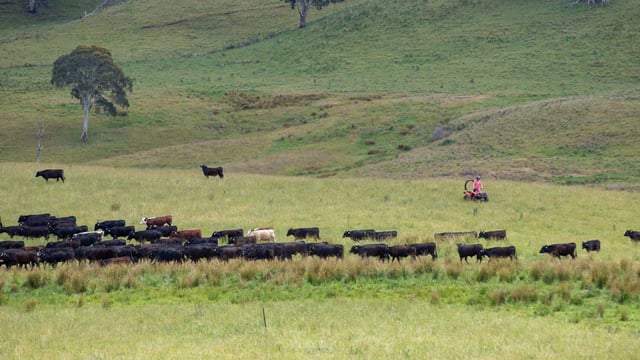 Australia: Beef exports to UK soar as national herd grows