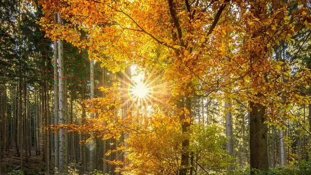 EU seeks payment schemes for forest ecosystem services